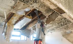 Environmental Consulting for Mold Prevention in Belleair, FL